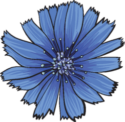 Ferienhaus Blaue Blume 